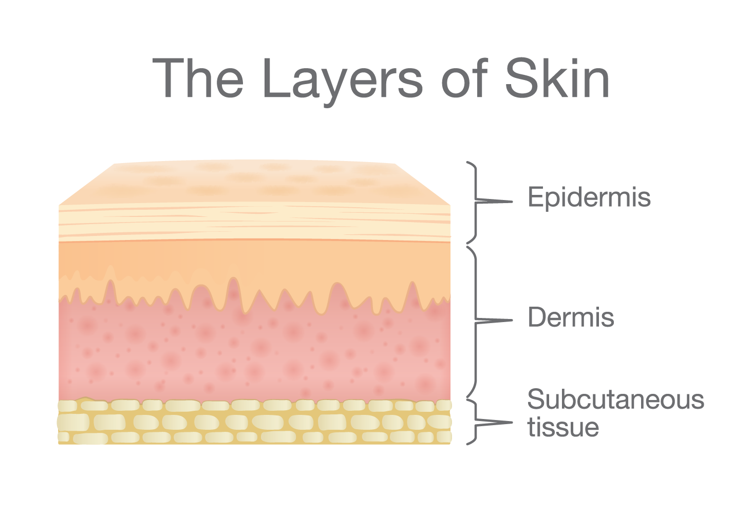 layers of the skin